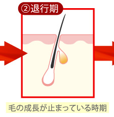 ②退行期