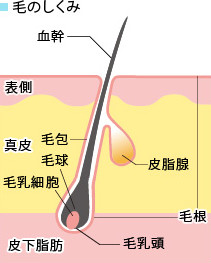 毛の成長期