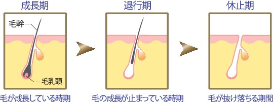 成長期　毛が成長している時期　退行期　毛の成長が止まっている時期　休止期　毛が抜け落ちる時期