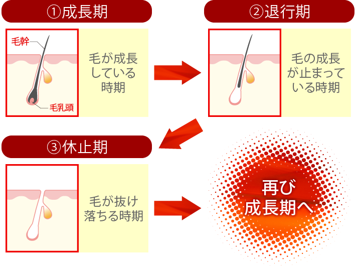 サイクル