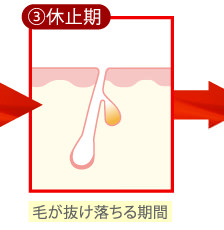 ③休止期